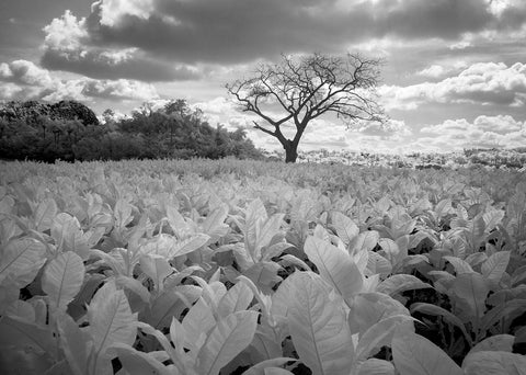Tobacco Field, Viñales, Cuba