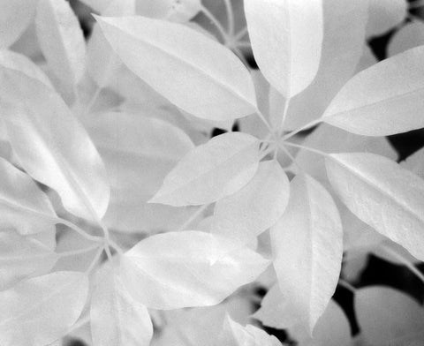 LEAVES IN INFRARED