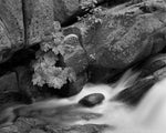 STREAMSIDE,TAMARACK CREEK, YOSEMITE