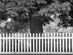 WHITE FENCE AND TREE, CANYON ROAD, SANTA FE, NEW MEXICO