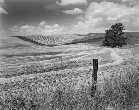 WINDROWED FIELDS AND FENCE, NEAR LIVERMORE, CALIFORNIA