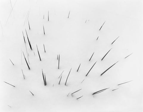 YUCCA POINTS IN SNOW, SANTA FE, NEW MEXICO